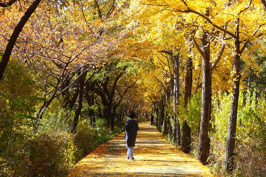 양재천 · 매봉산 가을 - 11