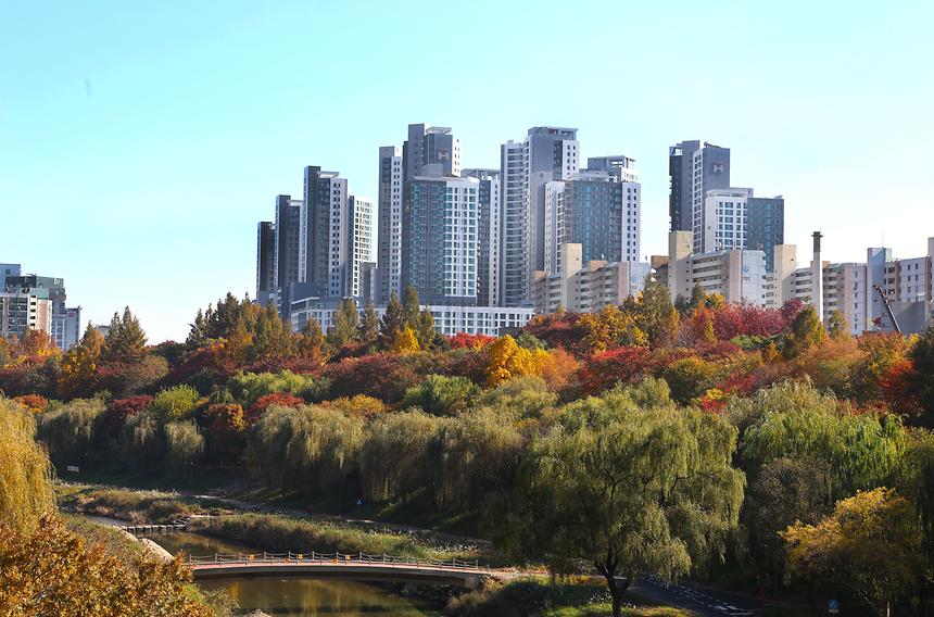 양재천 · 매봉산 가을 - 6