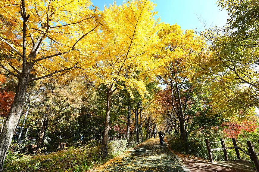 양재천 · 매봉산 가을 - 2