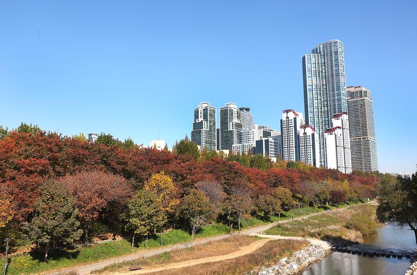 양재천 · 매봉산 가을 - 1