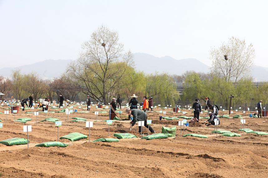 세곡천 힐링텃밭 개장 - 8