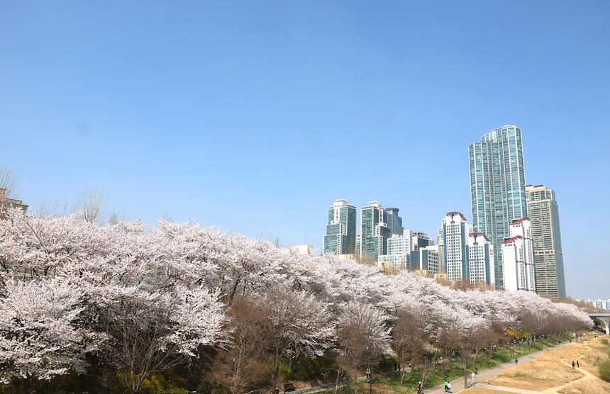 양재천, 일원동 벚꽃 - 1