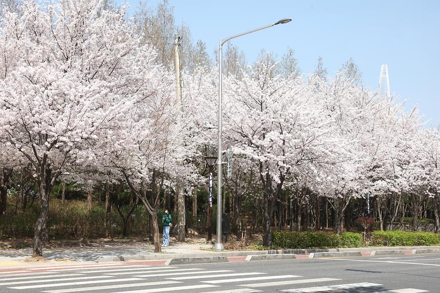 양재천, 일원동 벚꽃 - 7