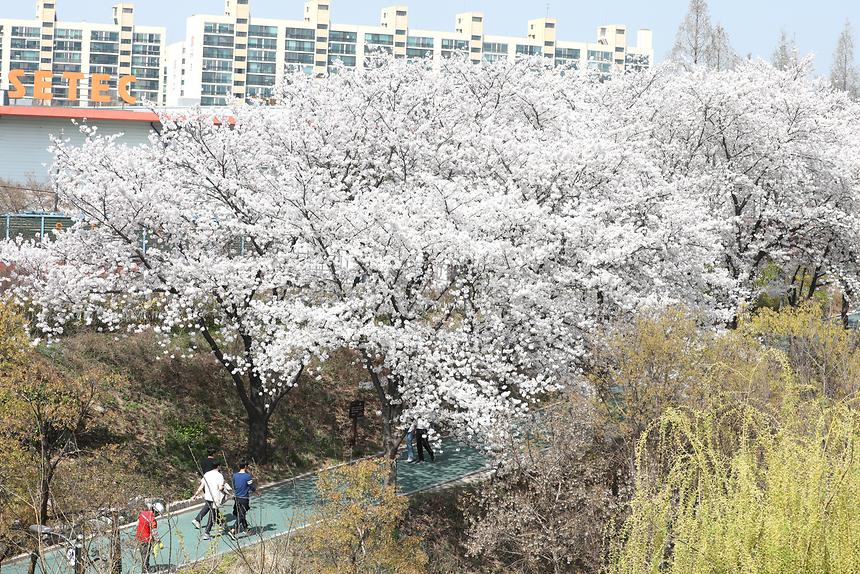 양재천, 일원동 벚꽃 - 2