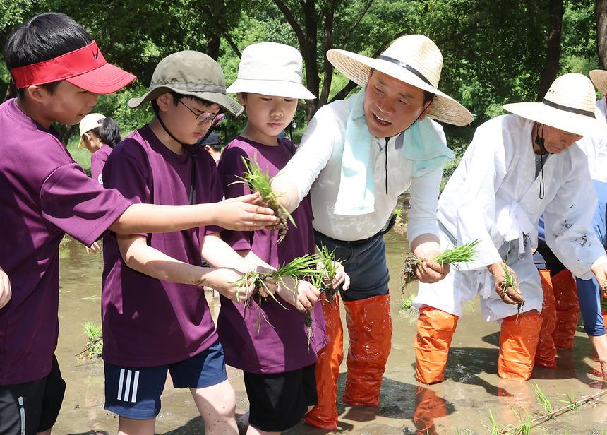 꼬마농부, 양재천 전통 모내기 체험 - 2