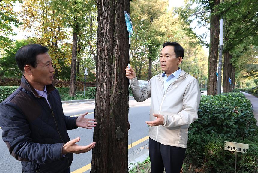 메타세쿼이아 수세회복 작업 - 3