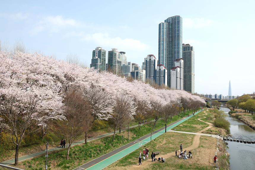 양재천 벚꽃 - 7