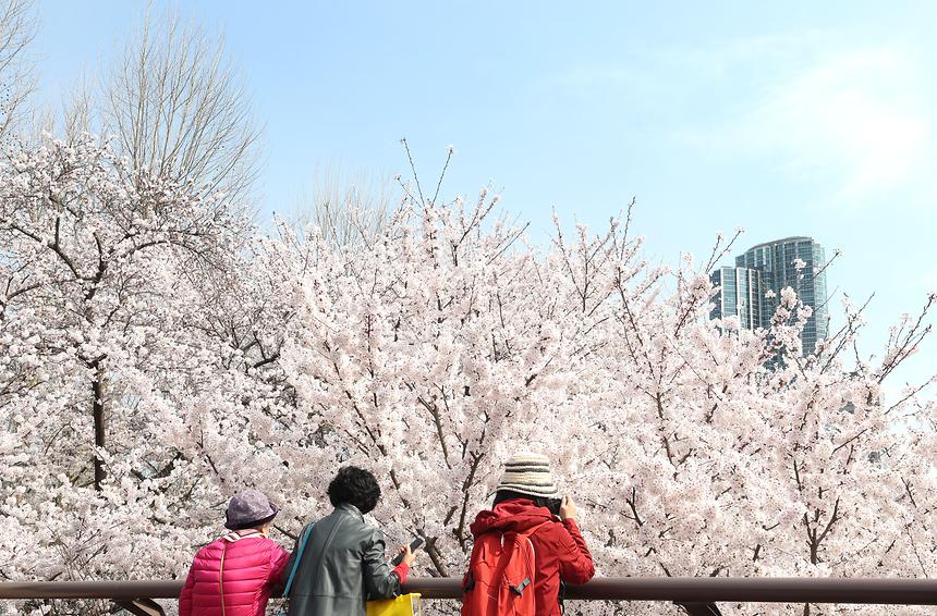 양재천 벚꽃 - 4