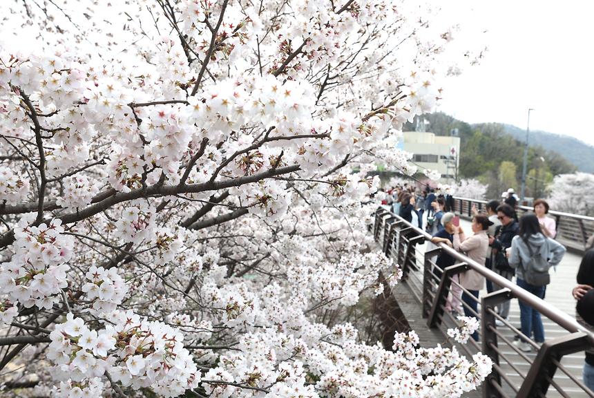 양재천 벚꽃 - 1