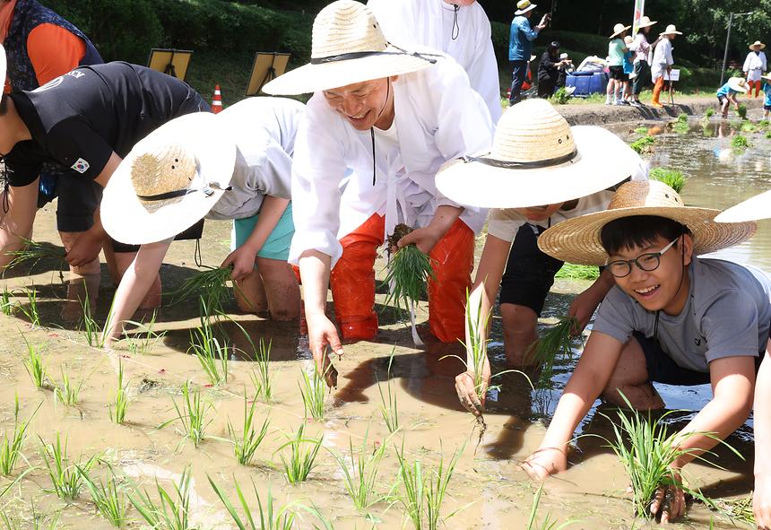 양재천 전통 모내기 체험 - 4