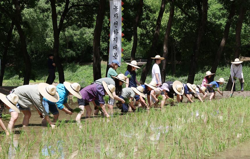 양재천 전통 모내기 체험 - 8