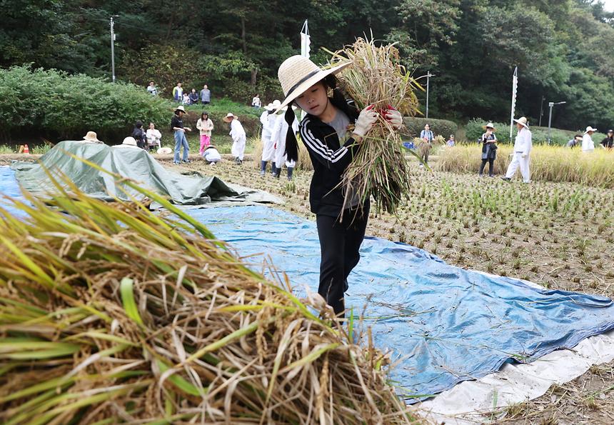 가을걷이하는 양재천 꼬마농부들 - 6