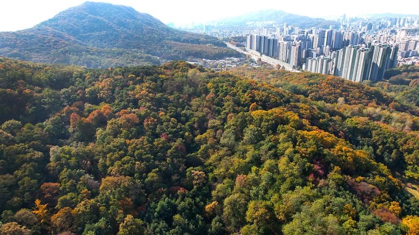 단풍으로 물드는 가을 대모산 - 1