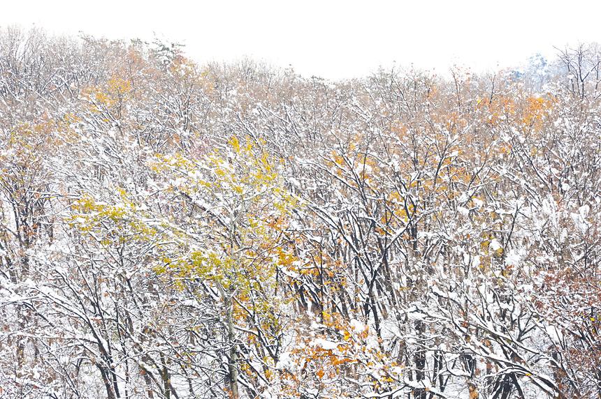 11월 폭설이 내린 풍경 - 8