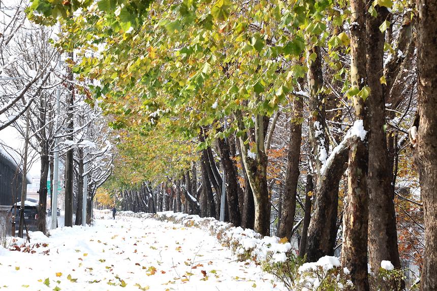 11월 폭설이 내린 풍경 - 7