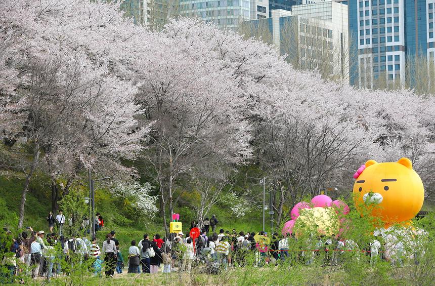  양재천에 내리는 벚꽃비 - 1