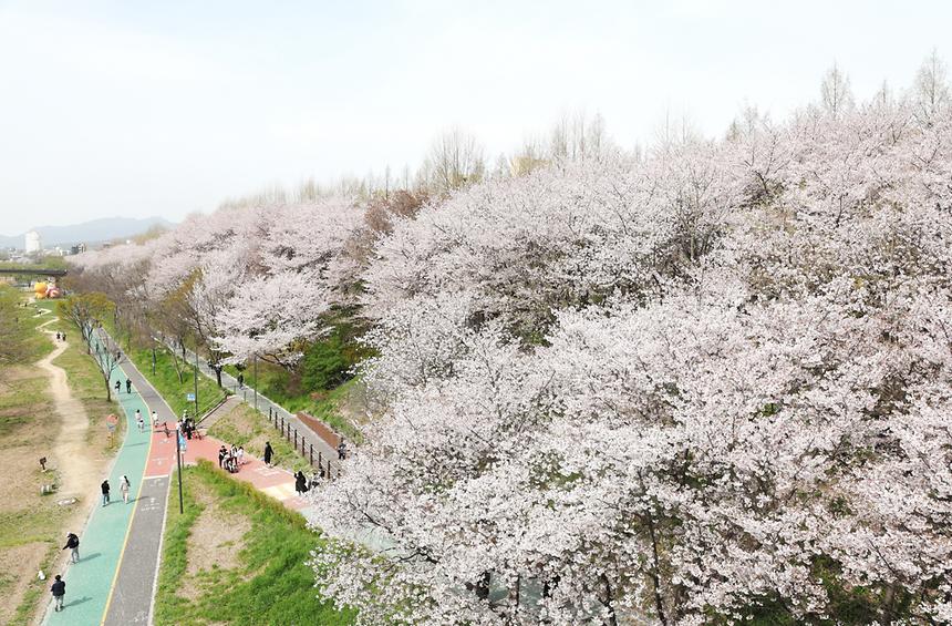  양재천에 내리는 벚꽃비 - 3