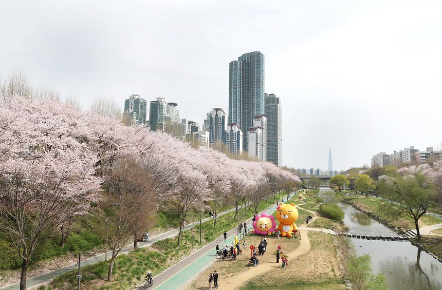  양재천에 내리는 벚꽃비 - 4