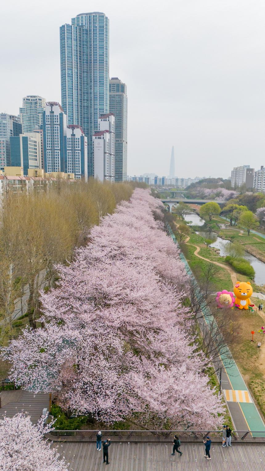 양재천 벚꽃(드론 촬영) - 8