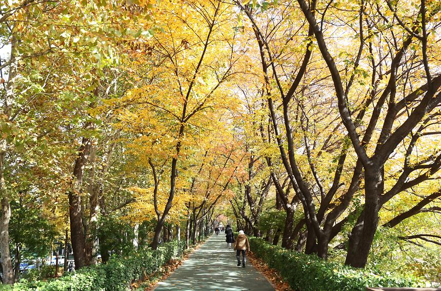 깊어 가는 강남의 가을 - 4