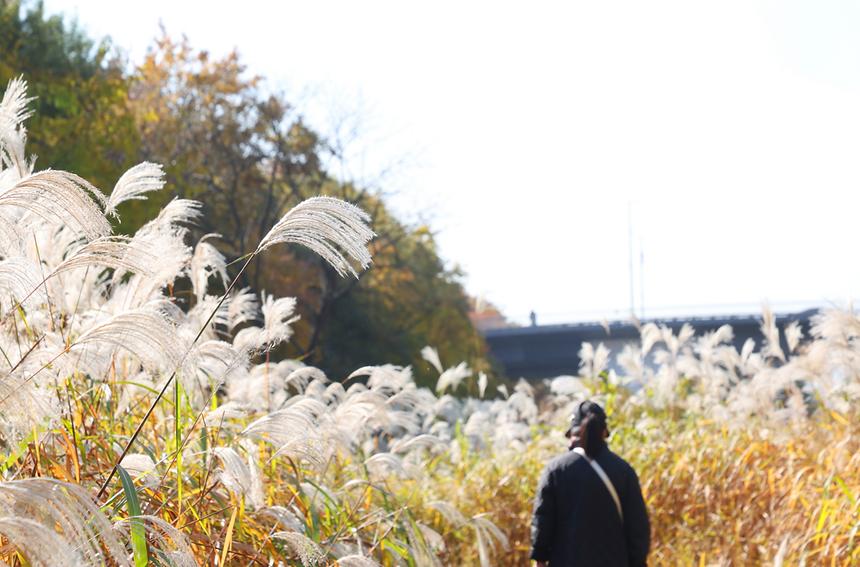 깊어 가는 강남의 가을 - 7
