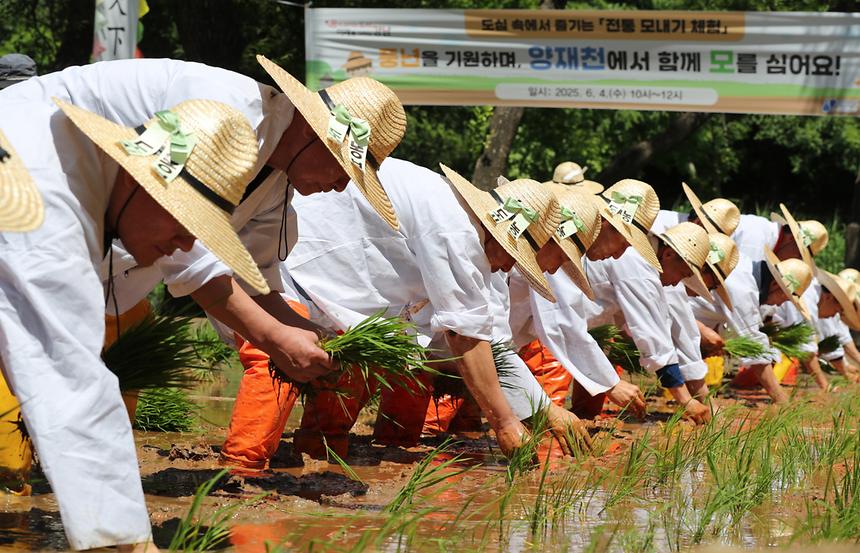 양재천 전통 모내기 체험 - 10