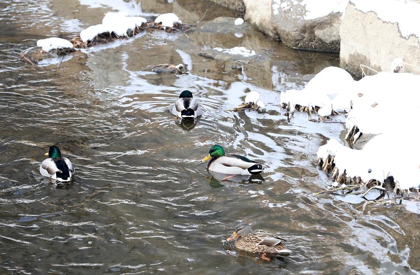 양재천 설경 - 11