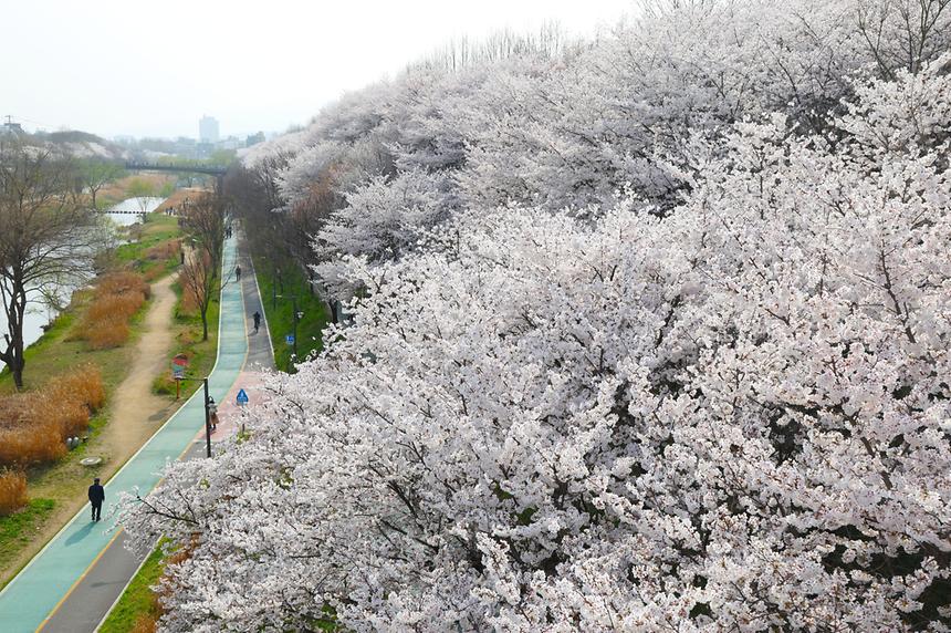 양재천 벚꽃 만개 - 5