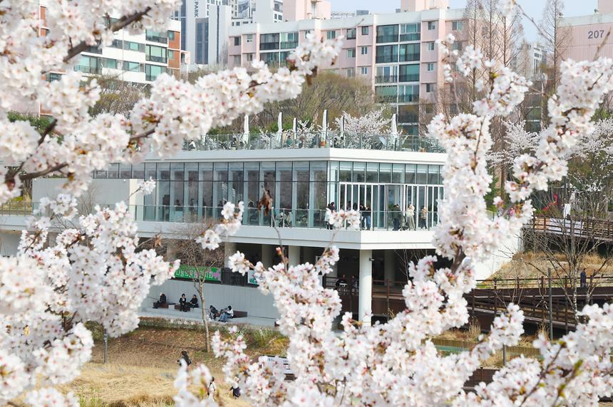 양재천 벚꽃 만개 - 3