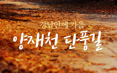 강남안에 가을 양재천 단풍길