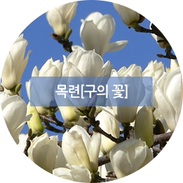 목련[구의 꽃]