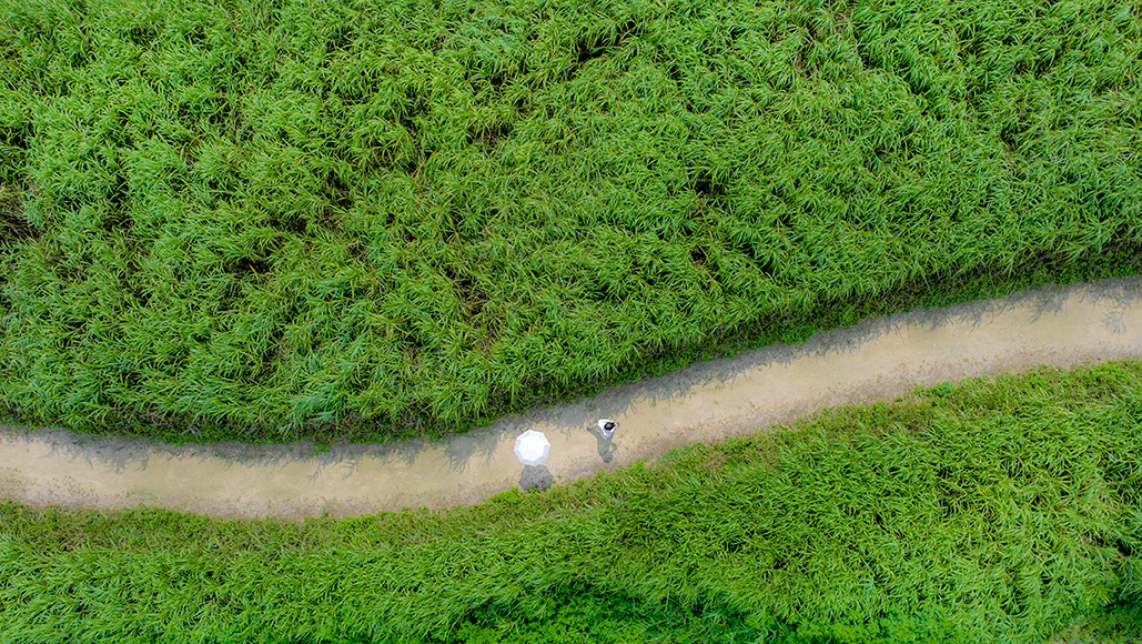 초록빛깔의 양재천 여름