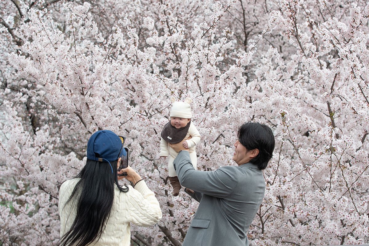 벚꽃 속에 핀 행복