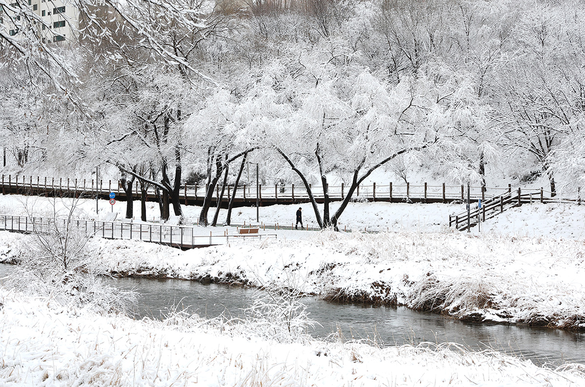 양재천에 내린 하얀 고요