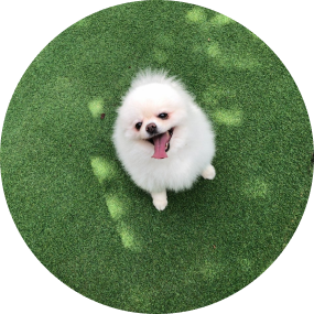 반려견
