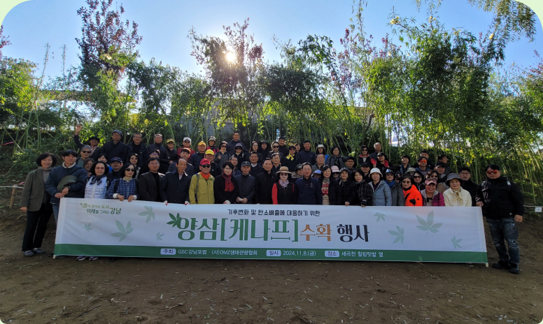 강남 GSC포럼 양삼(케냐프) 수확을 하다