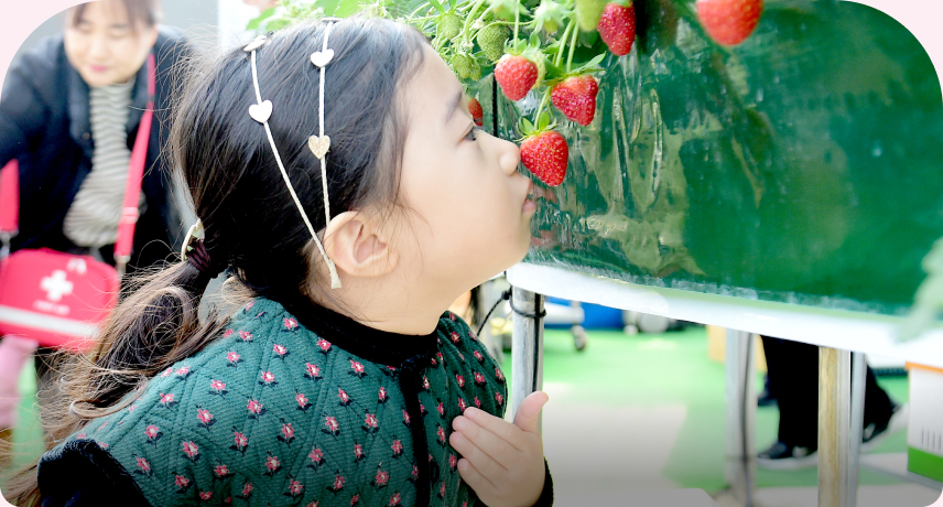 스마트팜에서 딸기 수확 체험을 하는 아이들