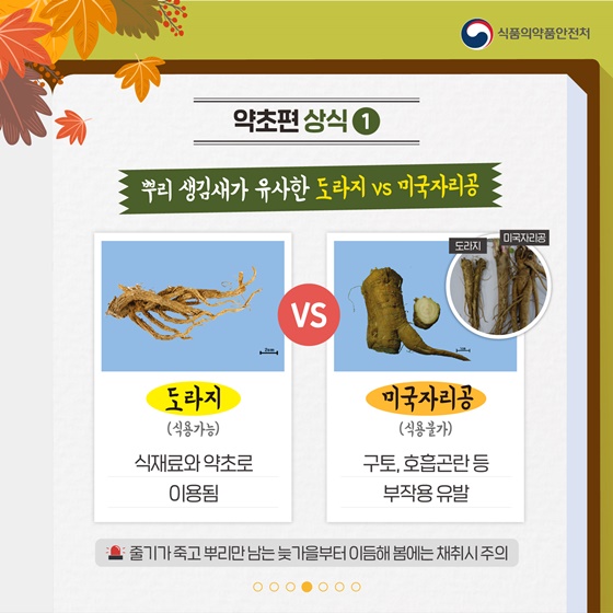 [약초편 상식] ① 뿌리 생김새가 유사한 도라지 vs 미국자리공 - 도라지(식용 가능) : 식재료와 약초로 이용됨 - 미국자리공(식용불가) : 구토, 호흡곤란 등 부작용유발 ☞ 줄기가 죽고 뿌리만 남는 늦가을부터 이듬해 봄에는 채취시 주의