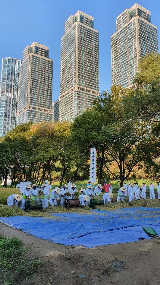 ‘기분 좋은 변화, 품격 있는 강남’을 실현 중인 강남구(구청장 정순균)가 수확의 계절을 맞아 지난달 30일 영동4교 부근 양재천 벼농사 학습장에서 구청 직원 50명이 참여한 가운데 전통방식으로 가을걷이를 실시했다.  양재천 가을걷이는 낫을 사용해 벼를 베고, 홀태와 족답식 탈곡기 타작, 볏단 나르고 쌓기 등 농촌의 과거 풍습을 재현하는 것으로, 올해는 코로나19로 구청 직원으로 인원을 최소화해 진행됐다.  지난 5월 심어 친환경농법으로 재배된 벼는 수확해 건조와 도정작업을 거쳐 관내 복지시설 등을 통해 어려운 이웃에게 전달될 예정이다.  앞서 지난 9월 강남구는 양재천 벼농사 학습장에 ‘전원일기’를 테마로 허수아비 8개를 설치하는 등 어른들에게는 추억의 볼거리를 제공하고 도시에서 자란 아이들은 이색풍경을 체험할 수 있도록 조성한 바 있다.  김현경 공원녹지과장은 “강남구는 ‘필(必)환경도시’답게 도시농업도 친환경적으로 진행하고 있다”면서 “앞으로도 함께하고 배려하고 존중하는 ‘미미위 강남’을 위한 도시환경 조성에 힘쓰겠다”고 말했다.