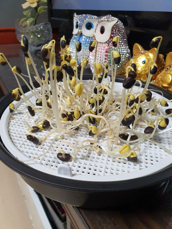 콩나물 키운 사진