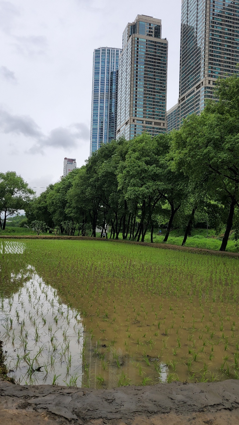 21일 '도심속 전통 모심기' 시행…재배한 쌀은 고아원 및 저소득층 전달