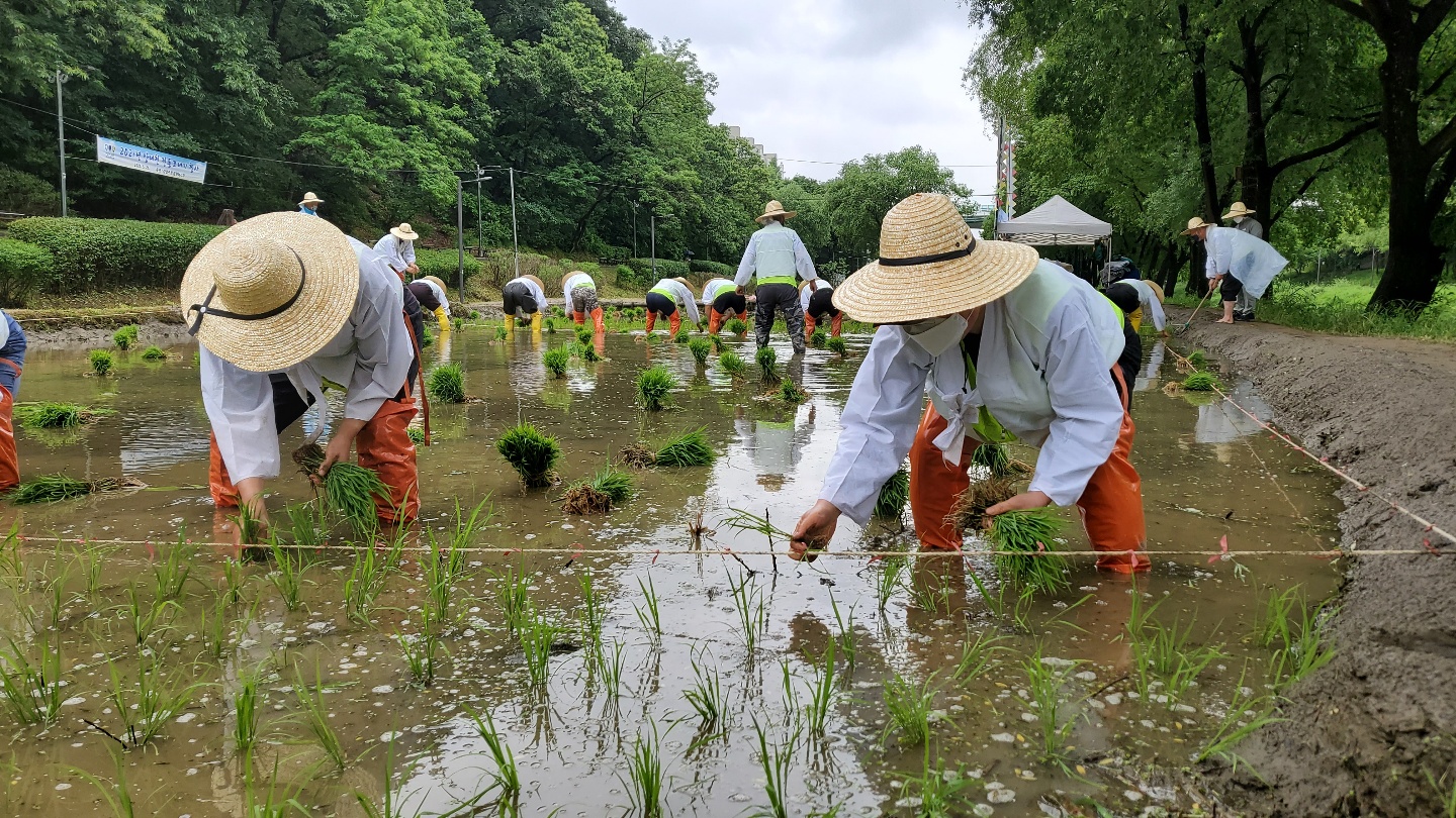 21일 '도심속 전통 모심기' 시행…재배한 쌀은 고아원 및 저소득층 전달