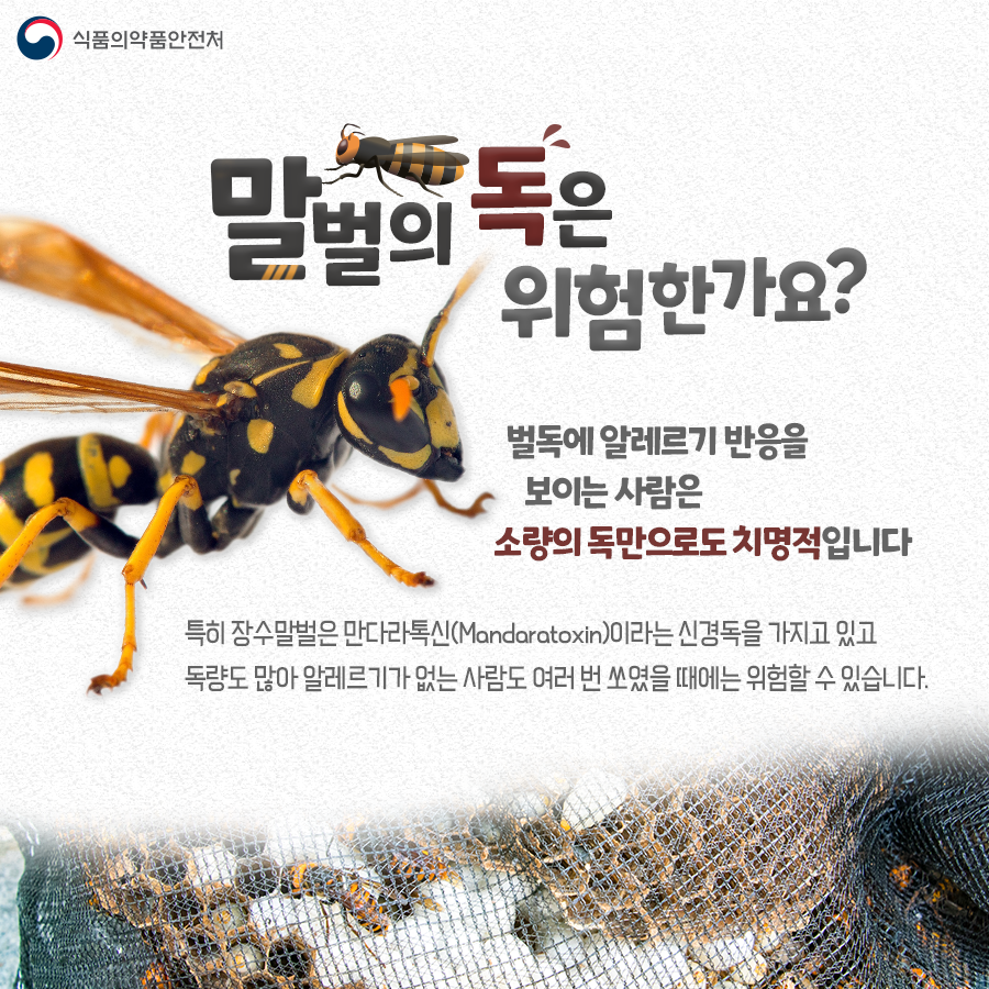 Q. 말벌의 독은 위험한가요? A. 벌독에 알레르기 반응을 보이는 사람은 소량의 독만으로도 치명적입니다. 특히 장수말벌은 만다라톡신(Mandaratoxin)이라는 신경독을 가지고 있고 독량도 많아 알레르기가 없는 사람도 여러번 쏘였을 때는 위험할 수 있습니다.