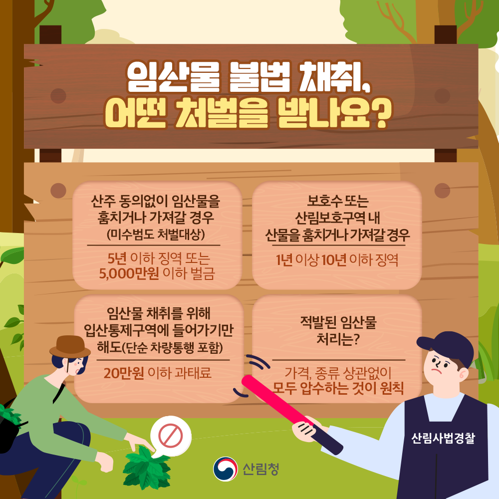 임산물 불법 채취, 어떤 처벌을 받나요? 우선 산주 동의없이 임산물을 훔치거나 가져가는 경우 5년 이하 징역 또는 5000만원 이하 벌금에 처해집니다. 이 경우 미수범도 처벌대상에 속합니다. 보호수 또는 산림보호구역 내 산물을 훔치거나 가져갈 경우 1년 이상 10년 이하 징역에 처합니다. 단순 차량통행을 포함해 임산물 채취를 위해 입산통제구역에 들어가기만 해도 20만원 이상 과태료 처분을 받을 수 있습니다. 적발된 임산물은 가격, 종류 상관없이 모두 압수하는 것이 원칙입니다.