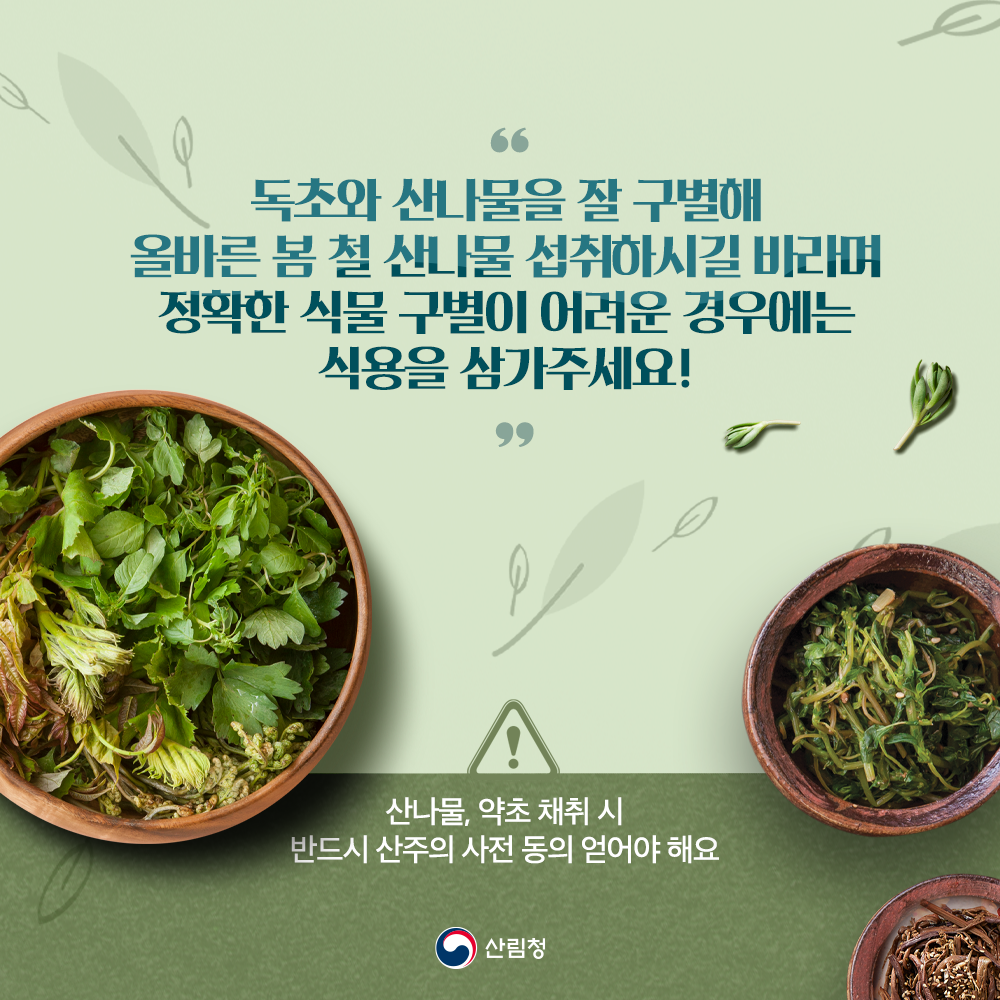 독초와 산나물을 잘 구별해 올바른 봄철 산나물을 섭취하시길 바랍니다. 만약 정확한 식물 구별이 어려운 경우에는 식용을 삼가해 주세요! 한가지 더! 산나물과 약초를 채취할 때는 반드시 산 주인의 사전 동의를 얻어야 합니다.