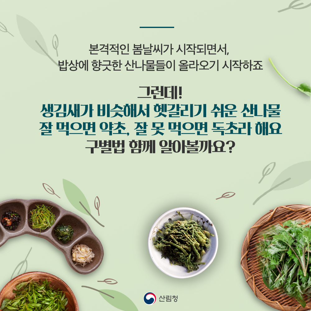 본격적인 봄날씨가 시작되면서 밥상에 향긋한 산나물들이 올라오기 시작하죠. 그런데, 생김새가 비슷해서 헷갈리기 쉬운 산나물! 잘 먹으면 약초, 잘못 먹으면 독초라 해요. 구별법 함께 알아볼까요?