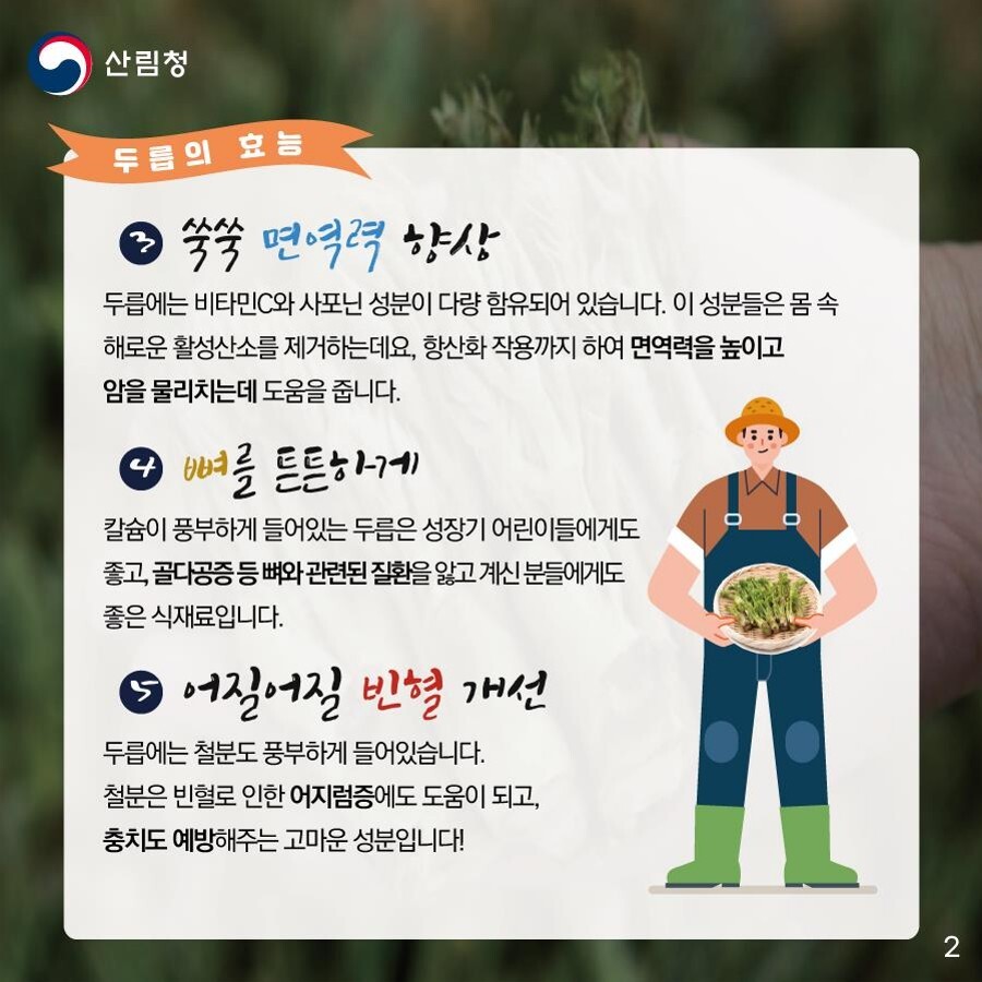 세번째는 '면역력 향상'입니다. 앞서 말씀드렸듯이 두릅에는 비타민C와 사포닌 성분이 다량 함유돼 있습니다. 이 성분들은 몸 속 해로운 활성산소를 제거하는데요, 항산화작용까지 해 면역력을 높이고 암을 물리치는데 도움을 줍니다. 네번째는 '뼈건강'에 도움이 됩니다. 칼슘이 풍부하게 들어있는 두릅은 성장기 어린이들에게도 좋고 골다공증 등 뼈와 관련된 질환을 앓고 계신 분들에게도 좋은 식재료입니다. 마지막 다섯번째는 '빈혈개선'입니다. 두릅에는 철분도 풍부하게 들어있습니다. 철분은 빈혈로 인한 어지럼증에도 도움이 되고 충치도 예방해주는 고마운 성분입니다.