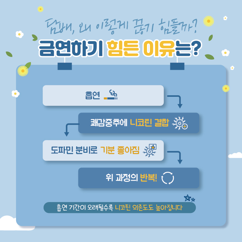 담배, 왜 이렇게 끊기 힘들까? 일단 담배를 피우면 쾌감중추에 니코틴이 결합합니다. 도파민 분비로 기분이 좋아지는 것을 느끼고 나면 반복해서 흡연하게 되는데, 흡연 기간이 오래될수록 니코틴 의존도도 높아집니다.