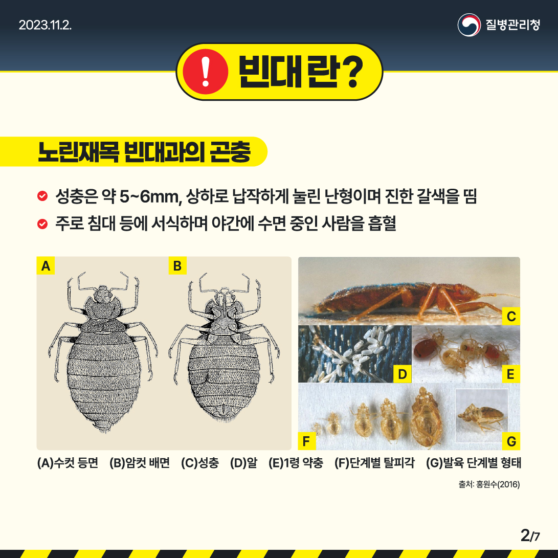 ❗빈대란? 노린재목 빈대과의 곤충 ✅성충은 약5~6mm,상하로 납작하게 눌린 난형이며 진한 갈색을 띰 ✅주로 침대 등에 서식하며 야간에 수면 중인 사람을 흡혈