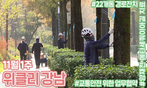 [11월 1주 위클리 강남] 양재천 메타세쿼이아길 치료, 22개동 경로잔치